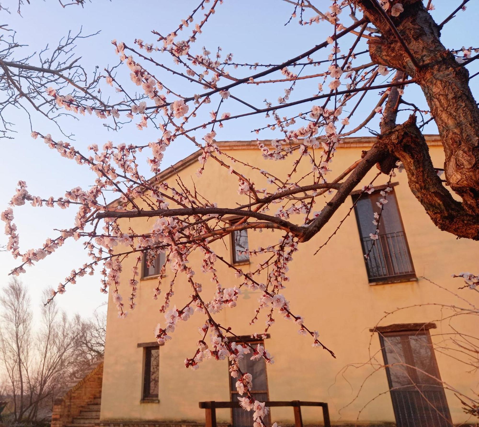Il Casale Di Aurora Country House Colmurano Kültér fotó